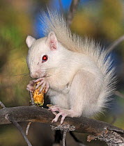 Albino American red squirrel (Tamiasciurus hudsonicus) eating a pine cone from a Ponderosa pine (Pinus ponderosa) Taylor Park, San Isabel National Forest, Colorado, USA.
