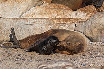 Cape fur seal (Arctocephalus pusillus) and newly born pup bonding, Lamberts Bay, South Africa November
