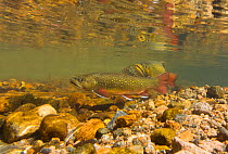 Brook trout (Salvelinus fontinalis) female (left) and male cruise in a stream during the annual fall spawning season, Rocky Mountain National Park, Colorado, USA September