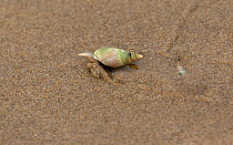 Finger / Plough snail (Bullia digitalis) just coming out of the sand, with another one hiding behind, Buffelsbaai, South Africa, Indian Ocean