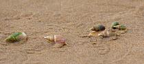 Plough / Finger plough snails (Bullia digitalis) make their way towards a beached jellyfish on beach, Buffelsbaai, South Africa, Indian Ocean.