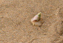 Plough snail (Bullia digitalis) with its finger out (also known as a Finger Plough snail) Bufflesbaai, South Africa, Indian Ocean.