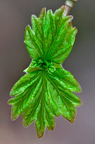 Field maple (Acer campeatre) leaves opening in spring. Dorset, UK March