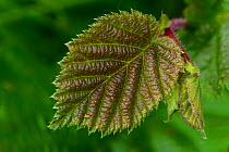 Hazel (Corylus avellana) leaf in early summer. Dorset, UK. June