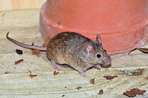 House mouse (Mus domesticus) in garden shed. Dorset, UK April