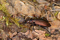 Granulated ground beetle (Carabus granulatus) walking on forest footpath, Knapdale, Scotland, UK, May.