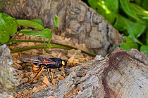 Giant wood wasp (Urocerus gigas) ovipositing / laying eggs in Cedar log, Wiltshire garden, UK, May.