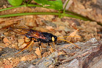Giant wood wasp (Urocerus gigas) ovipositing / laying eggs in Cedar log, Wiltshire garden, UK, May.