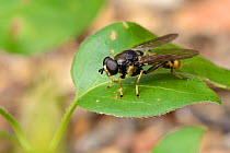 Hoverfly (Xylota sylvarum) a woodland species declining in the UK, resting on a leaf in a garden, Wiltshire, UK, July.