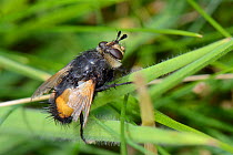 Tachinid fly (Nowickia ferox) with worn wings, chalk grassland meadow, Wiltshire, UK, July.