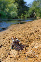 Red admiral butterfly (Vanessa atalanta) mud-puddling for moisture and minerals on riverbank sand, River Avon, Lacock, Wiltshire, UK, July.