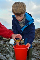Young boy watches as a Shore crab (Carcinus maenas) caught in a rockpool is placed in his bucket, Cornwall, UK, October. Model released.