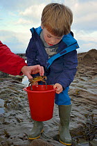 Young boy watches as a Shore crab (Carcinus maenas) caught in a rockpool is placed in his bucket, Cornwall, UK, October. Model released.