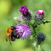 Tree bumblebee (Bombus hypnorum) foraging on Creeping thistle (Cirsium arvense) flower in a meadow, Wiltshire, UK, July.
