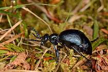 Violet oil beetle (Meloe violaceus) walking on mossy woodland floor, Knapdale forest, Argyll, Scotland, UK, May.