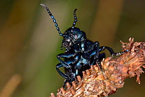 Violet oil beetle (Meloe violaceus), Knapdale forest, Argyll, Scotland, UK, May.