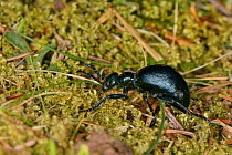 Violet oil beetle (Meloe violaceus) walking on mossy woodland floor, Knapdale forest, Argyll, Scotland, UK, May.