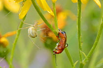 Female Comb-footed spider (Enoplognatha ovata) wrapping a Common red soldier beetle (Rhagonycha fulva) with silk after injecting it with venom. Chalk grassland meadow, Wiltshire, UK, July.
