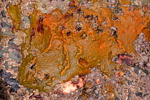 Crumb-of-bread sponge (Hymeniacidon perlevis) in encrusting form showing colour variation from orange to green on exposed intertidal rocks, Cornwall, UK, April.