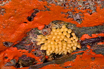 Dog whelk (Nucella lapillus) egg capsules surrounded by a mat of Crumb-of-bread sponge (Hymeniacidon perlevis) on exposed intertidal rocks, Cornwall, UK, April.