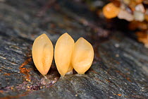 Dog whelk egg capsules (Nucella lapillus) with eggs visible inside in a crevice among intertidal rocks, Cornwall, UK, April.