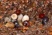 Group of Dog whelks (Nucella lapillus) in an intertidal rock crevice among Acorn barnacles (Balanus perforatus) and Beadlet anemones (Actinia equina), Cornwall, UK, April.