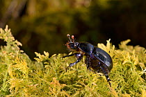 Woodland dor beetle (Anoplotrupes stercorosus) on moss, Knapdale, Scotland, UK, May.