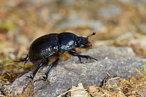 Woodland dor beetle (Anoplotrupes stercorosus), Knapdale, Scotland, UK, May.
