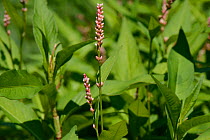Redshank / Spotted ladysthumb (Persicaria maculosa) flowering on riverbank, Wiltshire, UK, July.