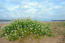 Sea rocket (Cakile maritima) clump with white flowers high on a sandy beach on low sand dunes, Daymer Bay, Trebetherick, Cornwall, UK, September.