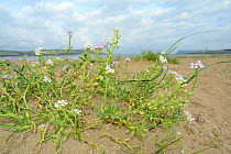 Sea rocket (Cakile maritima) clump with pink and white flowers high on a sandy beach on low sand dunes, Daymer Bay, Trebetherick, Cornwall, UK, September.