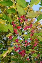 Spindle tree berries (Euonymus europaeus) with orange seeds visible in splitting capsular fruits, Gloucestershire, UK, October.