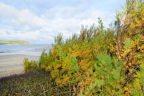 French Tamarisk / Salt cedar (Tamarix gallica) bushes on a coastal hillside, Daymer Bay, Trebetherick, Cornwall, UK, September.