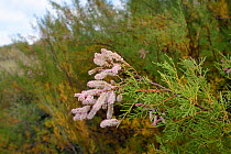 French Tamarisk / Salt cedar (Tamarix gallica) in flower on a coastal hillside, Cornwall, UK, September.