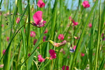 Grass vetchling (Lathryrus nissolia) flowering in a coastal grassland meadow, RSPB Dungeness Nature Reserve, Kent, UK, May.