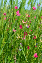 Grass vetchling (Lathryrus nissolia) flowering in a coastal grassland meadow, RSPB Dungeness Nature Reserve, Kent, UK, May.