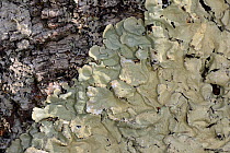 Common greenshield lichen (Flavoparmelia caperata) patch growing on a Birch tree trunk in ancient Atlantic woodland, Knapdale Forest, Argyll, Scotland, UK, May.