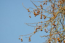 London plane tree (Platanus x hispanica) fruits, Bath, UK, March.
