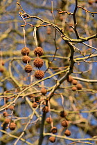 London plane tree (Platanus x hispanica) fruits, Bath, UK, March.