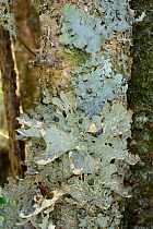 Tree lungwort / Lung lichen (Lobaria pulmonaria) growing on a treetrunk in ancient Atlantic woodland, Knapdale Forest, Argyll, Scotland, UK, May.