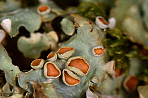 Lungwort / Green satin lichen (Lobaria virens) with apothecia fruiting bodies on a  treetrunk in ancient Atlantic woodland, Knapdale Forest, Argyll, Scotland, UK, May.