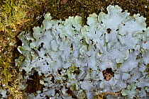 Lungwort / Green satin lichen (Lobaria virens) on a treetrunk in ancient Atlantic woodland, Knapdale Forest, Argyll, Scotland, UK, May.