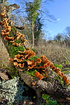 Hairy curtain crust / Hairy stereum (Stereum hirsutum) bracket fungi growing from a rotting log, GWT Lower Woods reserve, Gloucestershire, UK, November.
