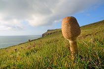 Parasol mushroom (Lepiota / Macrolepiota procera) growing on a coastal headland, Pentire Head, Cornwall, UK, October.
