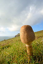 Parasol mushroom (Lepiota / Macrolepiota procera) growing on a coastal headland, Pentire Head, Cornwall, UK, October.