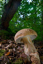 Cep / Penny bun fungus (Boletus edulis) growing in deciduous woodland, GWT Lower Woods reserve, Gloucestershire, UK, September.