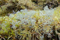 Reindeer moss (Cladonia portentosa) lichen growing on the mossy floor of a pine wood, Glengarry forest, Lochaber, Scotland, UK, September.