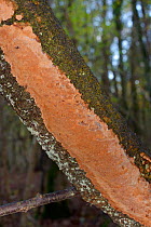 Rusty / Cinnamon porecrust fungus (Phellinus furruginosus / ferrea) growing on the underside of a deciduous tree branch, GWT Lower Woods reserve, Gloucestershire, UK, November.