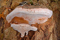 Southern bracket fungus (Ganoderma australe) on an English Oak tree trunk (Quercus robur) in woodland, GWT Lower Woods reserve, Gloucestershire, UK, November.
