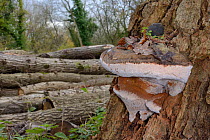 Southern bracket fungus (Ganoderma australe) on an English Oak tree trunk (Quercus robur) in woodland, GWT Lower Woods reserve, Gloucestershire, UK, November.